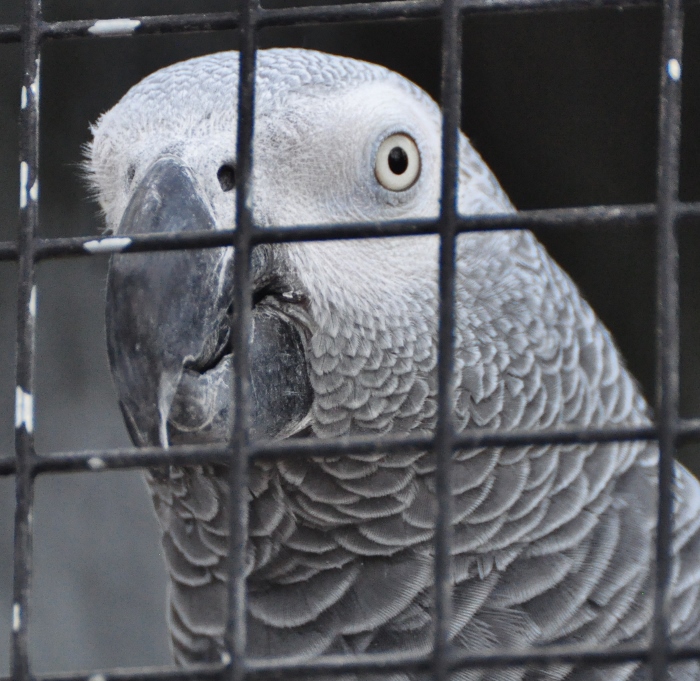 African grey parrot